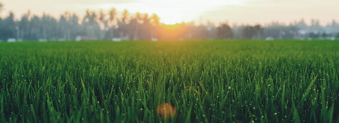 banner_grass