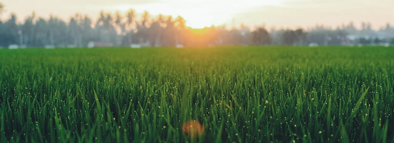 banner_grass