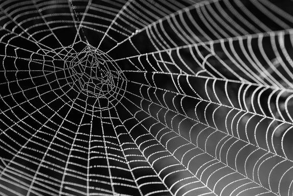 black-and-white-close-up-cobweb-34225 (1)