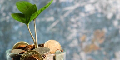 Grön planta som växer uppåt på en bädd av mynt.